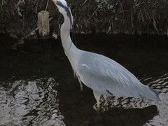 Ardea cinerea
