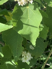 Dombeya kirkii