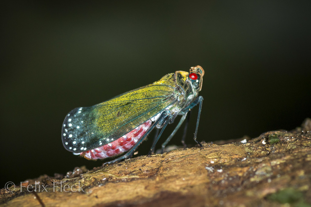 Enchophora subviridis