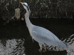 Ardea cinerea