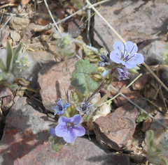Phacelia bombycina