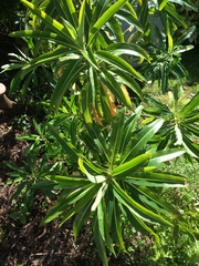Euphorbia mellifera