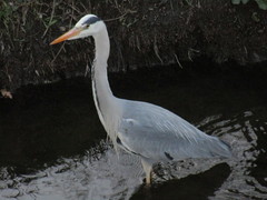 Ardea cinerea