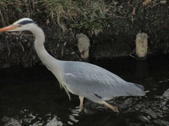 Ardea cinerea