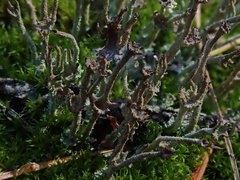 Cladonia crispata