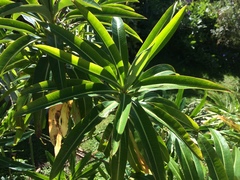 Euphorbia mellifera