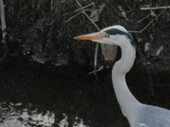 Ardea cinerea