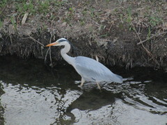 Ardea cinerea