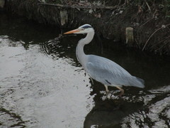Ardea cinerea