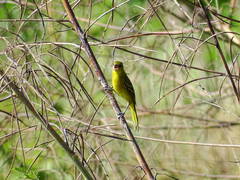 Icterus spurius