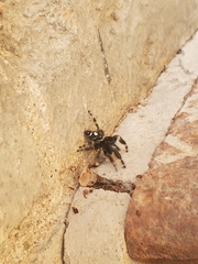 Phidippus audax