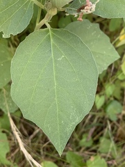 Astripomoea lachnosperma