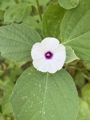 Astripomoea lachnosperma