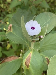 Astripomoea lachnosperma