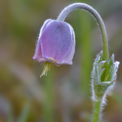 Pulsatilla campanella