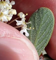 Ceanothus pauciflorus