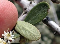 Ceanothus pauciflorus