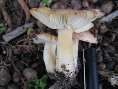 Russula flavisiccans