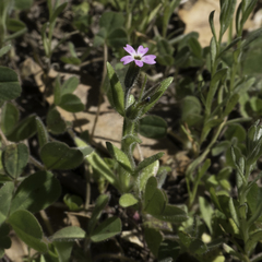 Microsteris gracilis