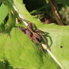Alopecosa pulverulenta