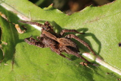 Alopecosa pulverulenta