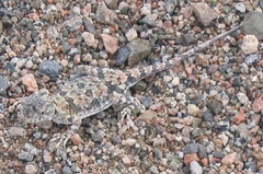 Phrynocephalus versicolor