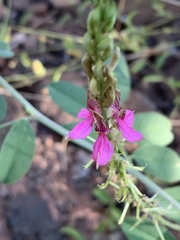 Indigofera schimperi
