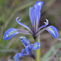 Iris loczyi