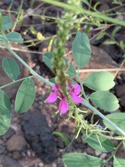 Indigofera schimperi