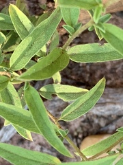 Seddera suffruticosa