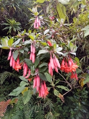 Fuchsia loxensis