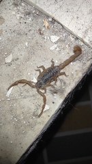 Centruroides limpidus