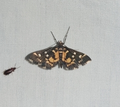 Diathrausta ochreipennis