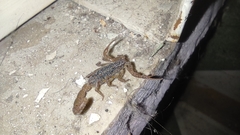 Centruroides limpidus