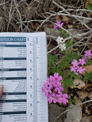 Glandularia tumidula