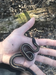 Thamnophis sirtalis
