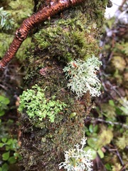 Cladonia symphycarpa