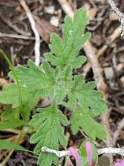 Glandularia tumidula