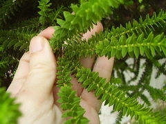 Melaleuca diosmifolia