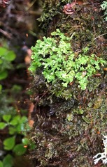 Cladonia symphycarpa
