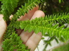 Melaleuca diosmifolia