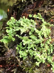 Cladonia symphycarpa