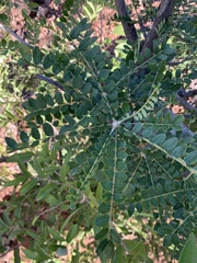 Zanthoxylum humile