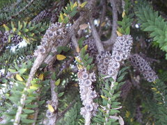 Melaleuca diosmifolia