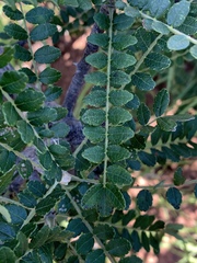 Zanthoxylum humile