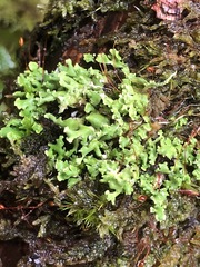 Cladonia symphycarpa