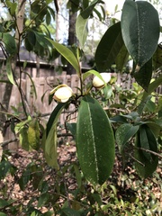 Magnolia figo