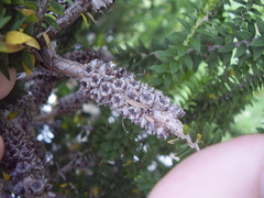 Melaleuca diosmifolia