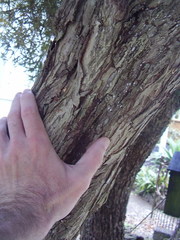 Melaleuca diosmifolia