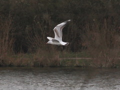 Chroicocephalus ridibundus